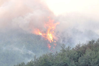 Cunda Adası'nda yangın
