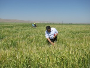 Kımıl zararlıları etkisizleştiriliyor