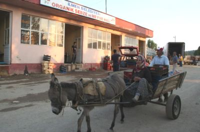 Köylü kadınlar çilek mesaisinde