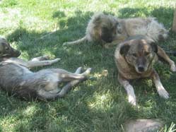 Belediyecileri tanıyan köpekler