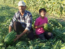 Karpuz üreticisinin yüzü gülüyor