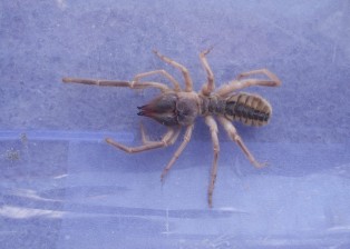 Kulu’da etobur örümcek korkusu