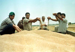 Seydişehir'de buğday alımları