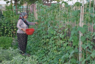 Hobi bahçeleri ürün vermeye başladı