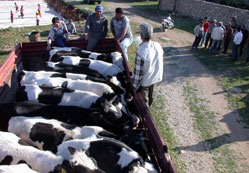 Çeltik'te 51 aileye gebe düve