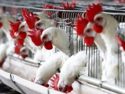 İran'da tavuğa sansür