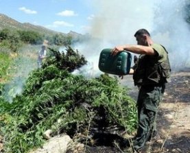 PKK tarlasından milyarlar çıktı!