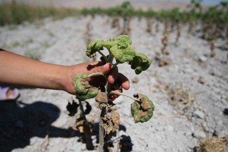 Ürün, tarlada ihmal mi bırakıldı?