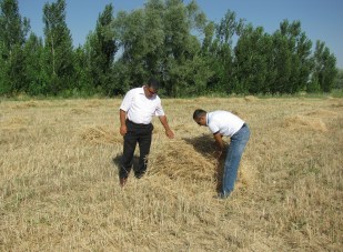 Ereğli'de buğday hasadı denetimleri