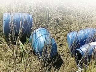 Ormanda 248 cenin bulundu