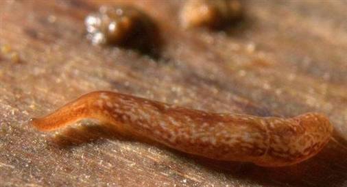 12 mm boyunda 60 gözlü solucan