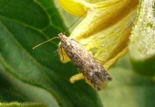 Domatesler ''tuta'' zararlısına karşı korunuyor