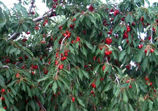 Hadim kirazı dalında 7 lira