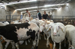 Koyun çiftlikleri çoban bulamıyor