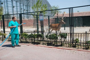Hayvanlar fıskiye ile serinletiliyor
