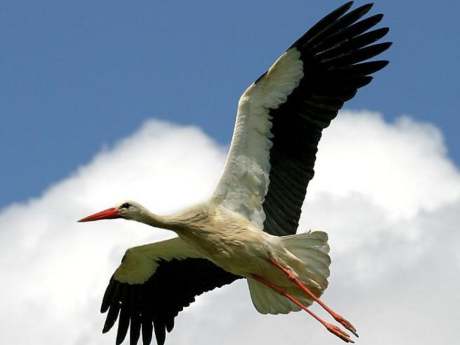 Leylekler Tepesi'nin misafirleri göçe hazırlanıyor