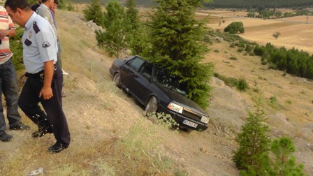 Sedir ağacı hayat kurtardı