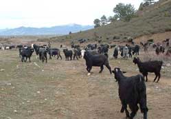 Honamlı keçi ırkı yaygınlaştırılıyor