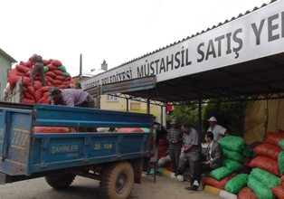 Derbent’te fasulye telaşı başladı