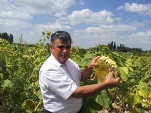 Ereğli’de ayçiçeği ekimi hızla yayılıyor