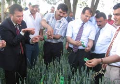 Ereğli’de süneye biyolojik sav