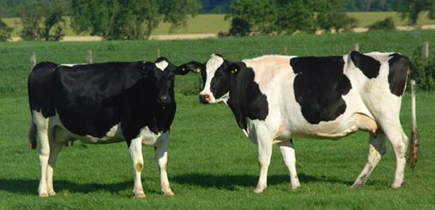 Beyşehir'de Hayvan Üreticilerine Müracaat Kolaylığı