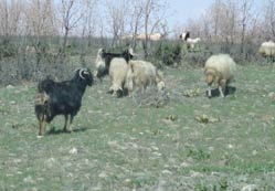 Hasat koyun ve keçilere yarıyor