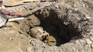 İnek kurtarma operasyonu