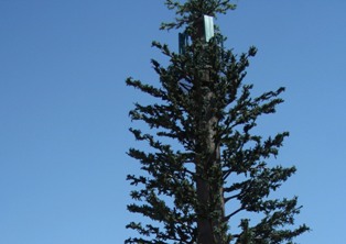 Ağaç görünümlü baz istasyonuna tepki