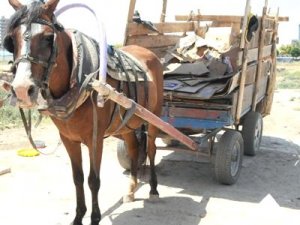 Ata 'asli kusur', sahibine beraat