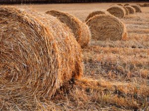 Karamsarlığa kapılmayın!..