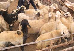 135 koyun çalındı