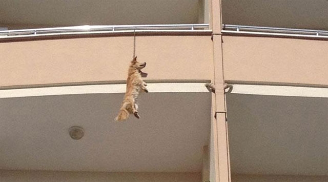 Terk edilen köpek intihar etti