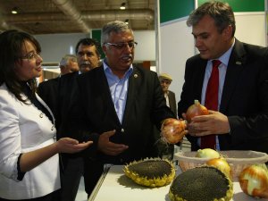 Tohumlar görücüye çıktı