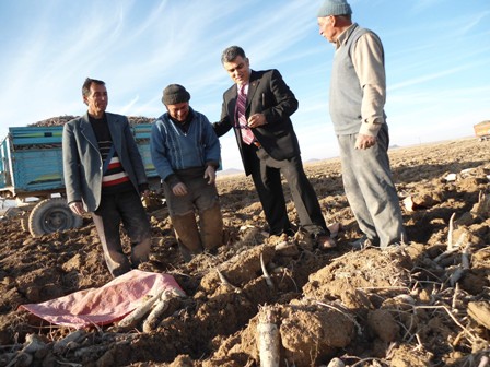 Ereğli'de siyah havuçları inceliyorlar