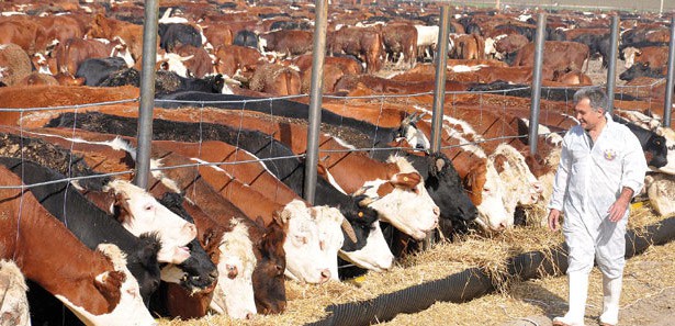 Kurbanlık fiyatlarına bu yıl zam yok!