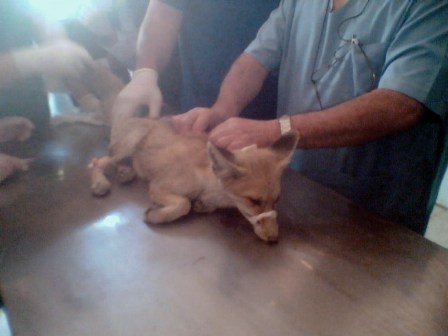 Yaralı tilkiye Kaymakam sahip çıktı