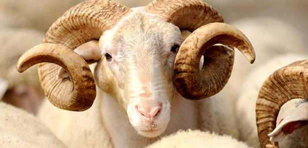 Koyun ve keçiler kayıt altında