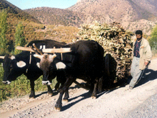 Bir dağ köyünde…