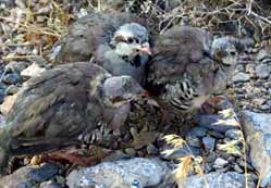 İmamlara kuş gribi semineri