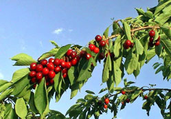 Meyve halleri kiraz alımına başladı