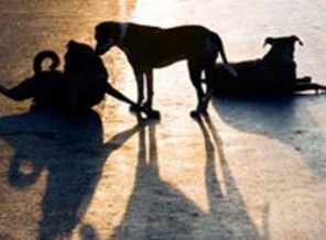 Sosyal medya yalanı çıktı