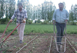 Belediye işçilerinin kadro sevinci