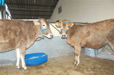 Kurban'da hastalıklı hayvanlara dikkat