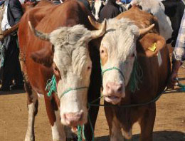 Kurbanlık alırken bunlara dikkat!