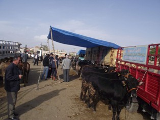 Kulu hayvan pazarında durgunluk var