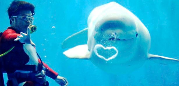 Balinalara Elektronik Koruma