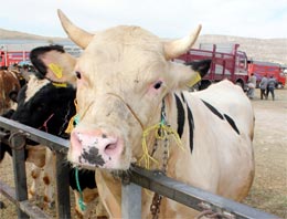 Kurbanı kestikten sonra yemeyin!
