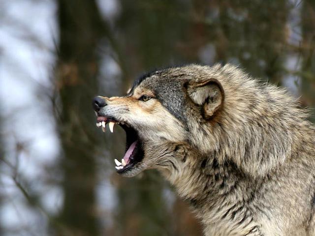 Konya'da kurt uyarısı