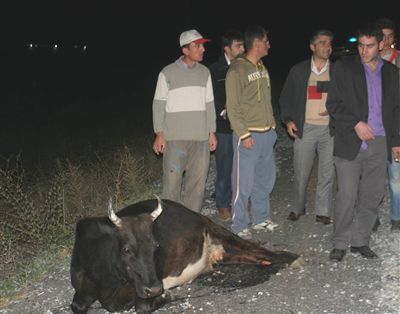 3 araç, ineklerin arasına daldı